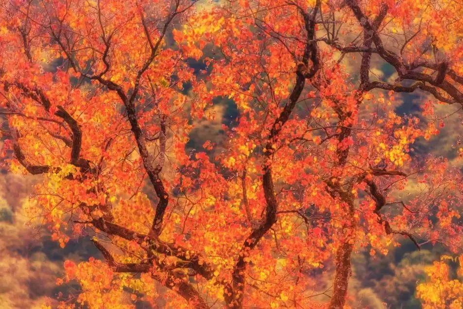 秋天婺源自由行攻略,秋天婺源游玩最新攻略