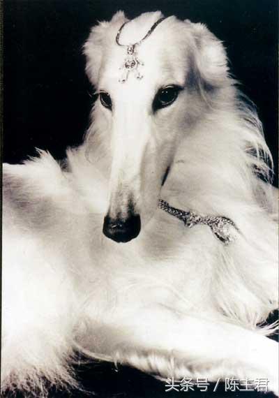 世界名犬前十名,世界名犬排名前十名图片