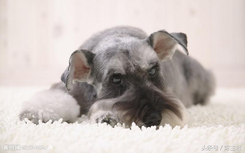 世界名犬前十名,世界名犬排名前十名图片