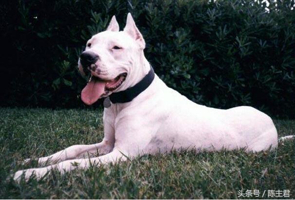 世界名犬前十名,世界名犬排名前十名图片