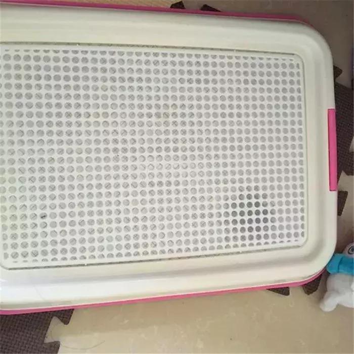 比熊幼犬感染寄生虫的五个症状,狗狗拉稀老不好,多半是这种虫!