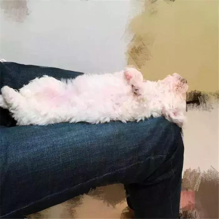 比熊感染球虫有什么症状,比熊幼犬感染真菌皮肤病怎么办