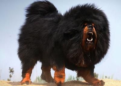 狗的种类大全,狗的种类大概介绍