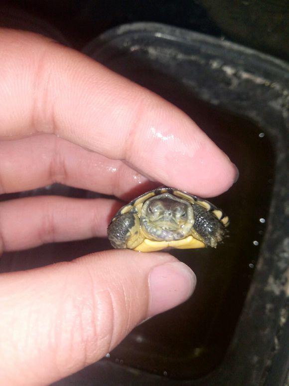 龟不用加热棒怎么给龟加温,龟治病加热棒推荐