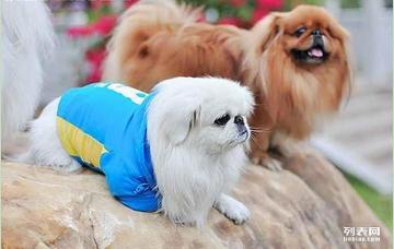 狗的种类大全,狗的种类大概介绍