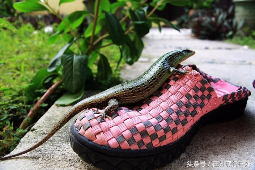 向往的生活去什么海岛,向往的生活要去海岛