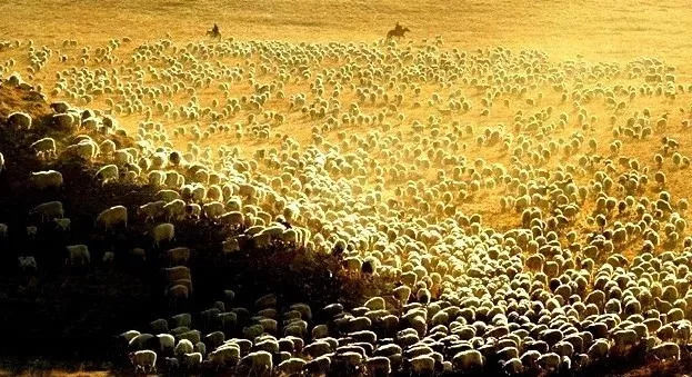 秋天甘南旅游攻略,看甘南草原风光