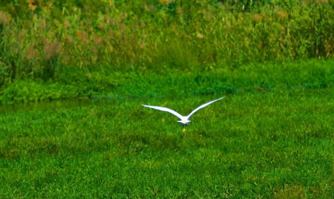 蟠龙河，清晨羊鹭齐歌，难得一见！