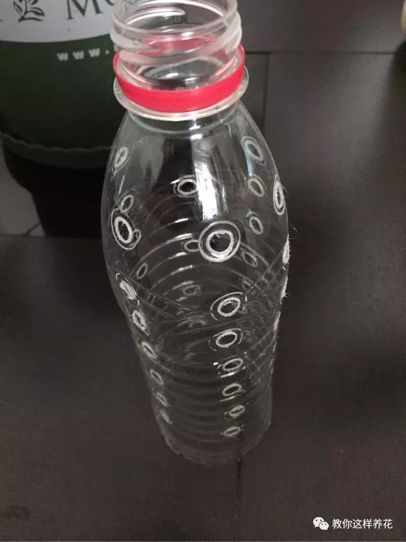 塑料瓶加点树皮，垒起来养成了绿萝树，发疯猛长叶宽20厘米！