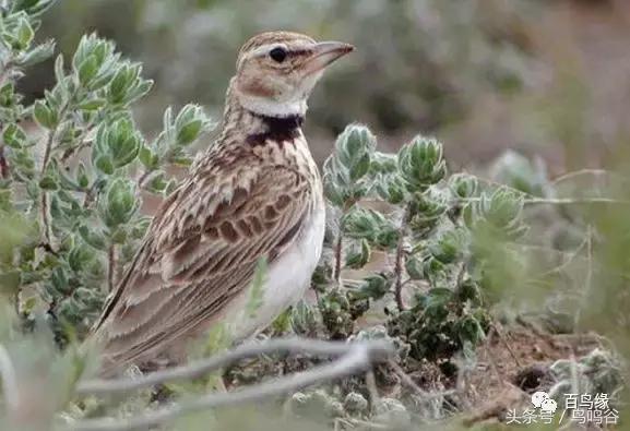 老野历程一路走来的胡说八道汇总