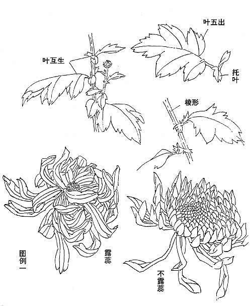 写意菊花画法笔法清晰一看就会,写意菊花的画法步骤图