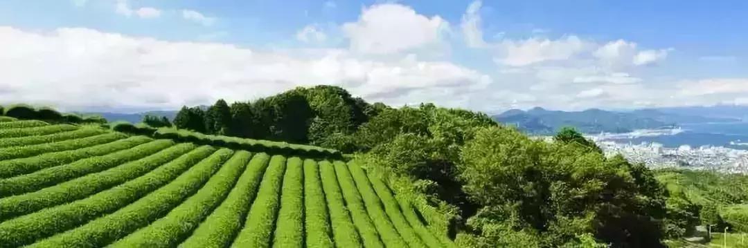 案例：同样都是农产品，为何日本走高端路线成功了？