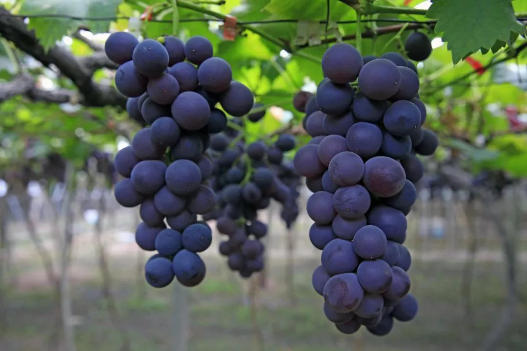 七彩西昌全部视频,西昌值得一去的美景