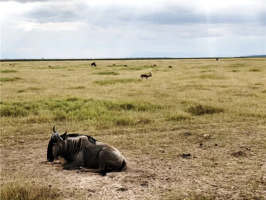 肯尼亚│我没有错过非洲，错过动物大迁徙