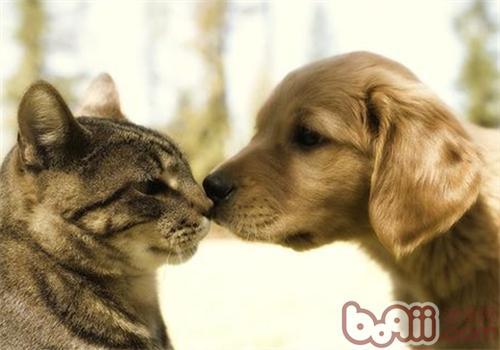 猫狗绝育手术的利弊好坏