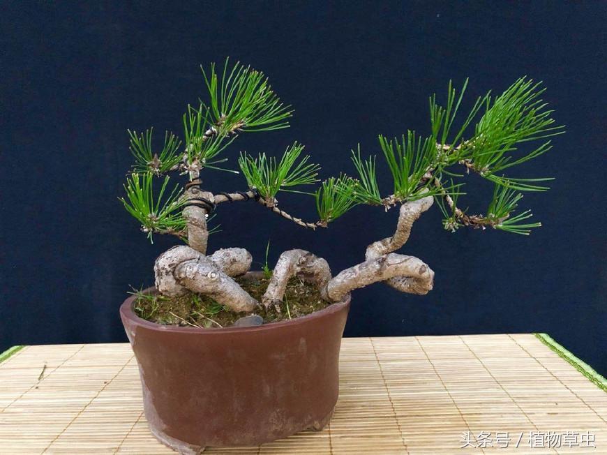 临水黑松精品盆景欣赏,临水黑松盆景用什么盆