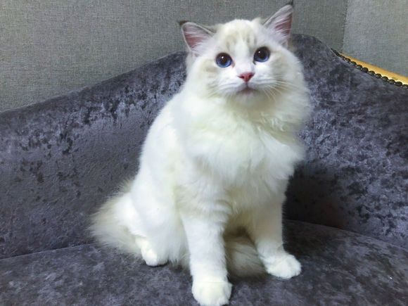 布偶猫最容易得的几个病,布偶猫常见的病症