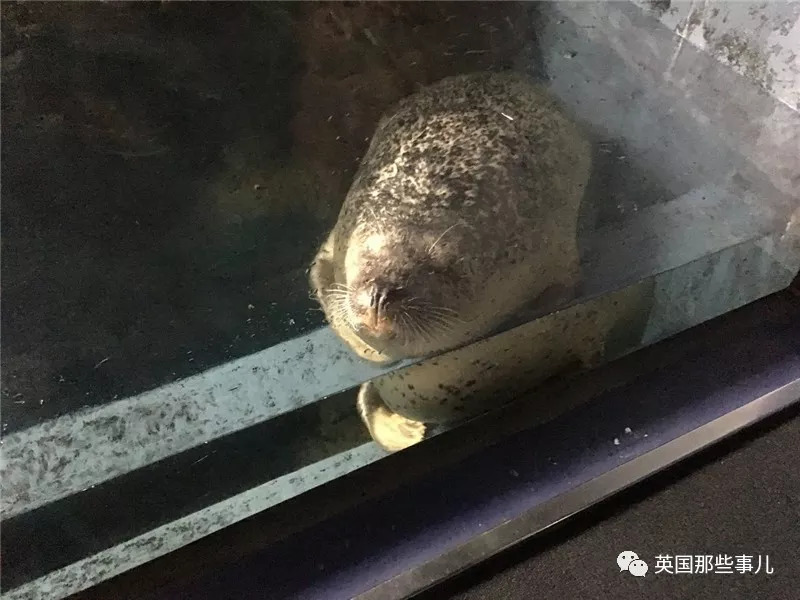 没有干劲的废柴海豹，只要心中有床，在哪里都可以豹睡个爽啊……