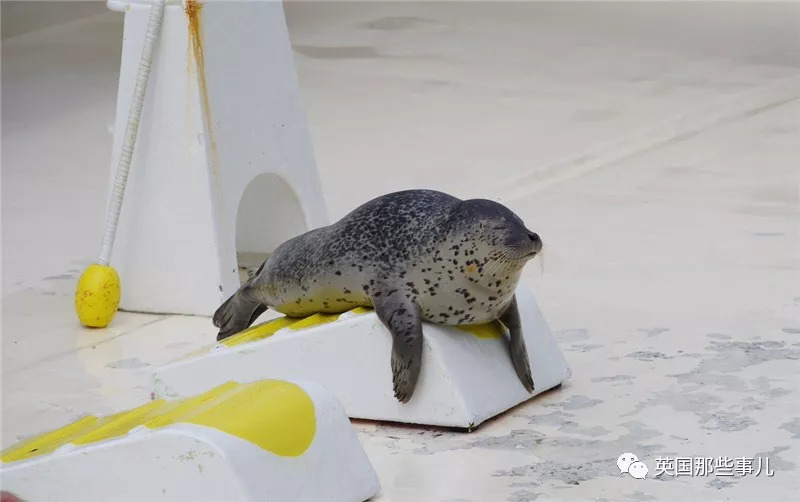 没有干劲的废柴海豹，只要心中有床，在哪里都可以豹睡个爽啊……
