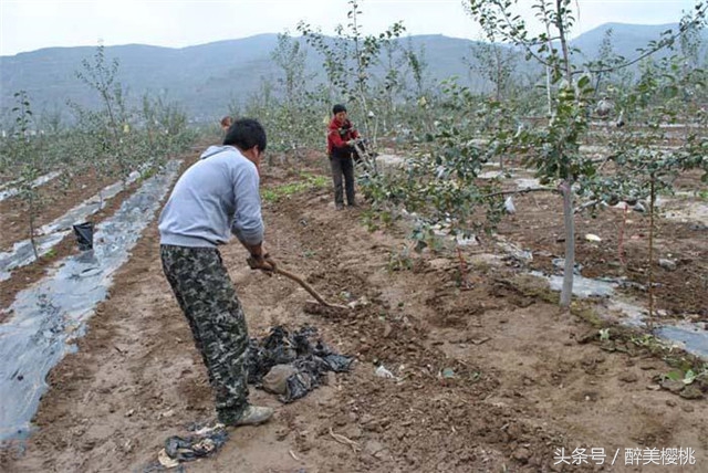 大樱桃常见的三种病虫害主要特征,大樱桃病虫害全年防治方法有哪些