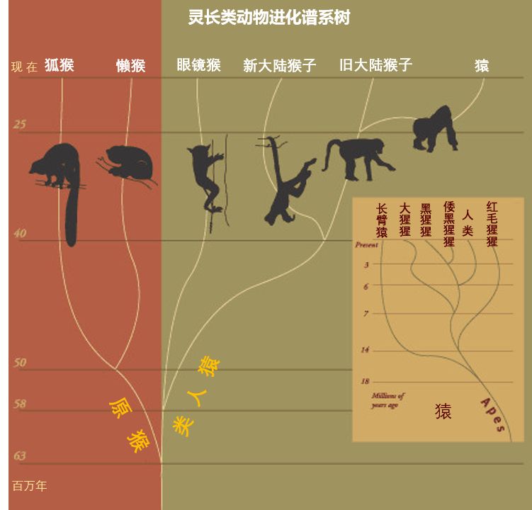 人体哪个部位让你，忍不住伸出舌头，想舔……｜从5500万年前说起