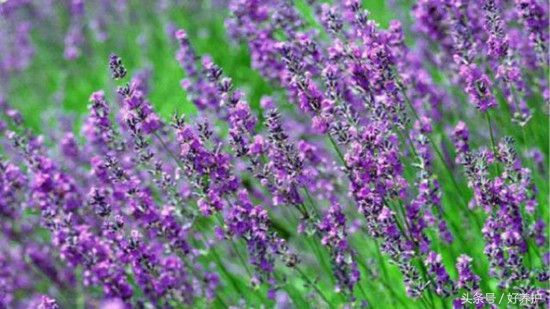 南方适合种什么品种的衣草,薰衣草品种及图片欣赏大全