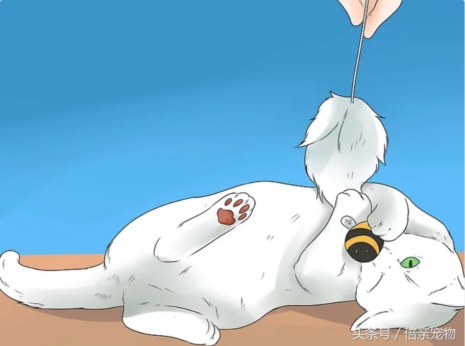 怎样锻炼猫咪使用猫砂盆,怎样训练猫咪用猫砂盆