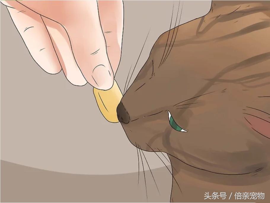 怎样锻炼猫咪使用猫砂盆,怎样训练猫咪用猫砂盆