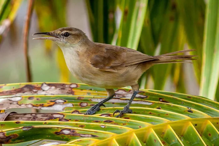 自然|野生蓝色金刚鹦鹉宣告灭绝里约再无“大冒险”