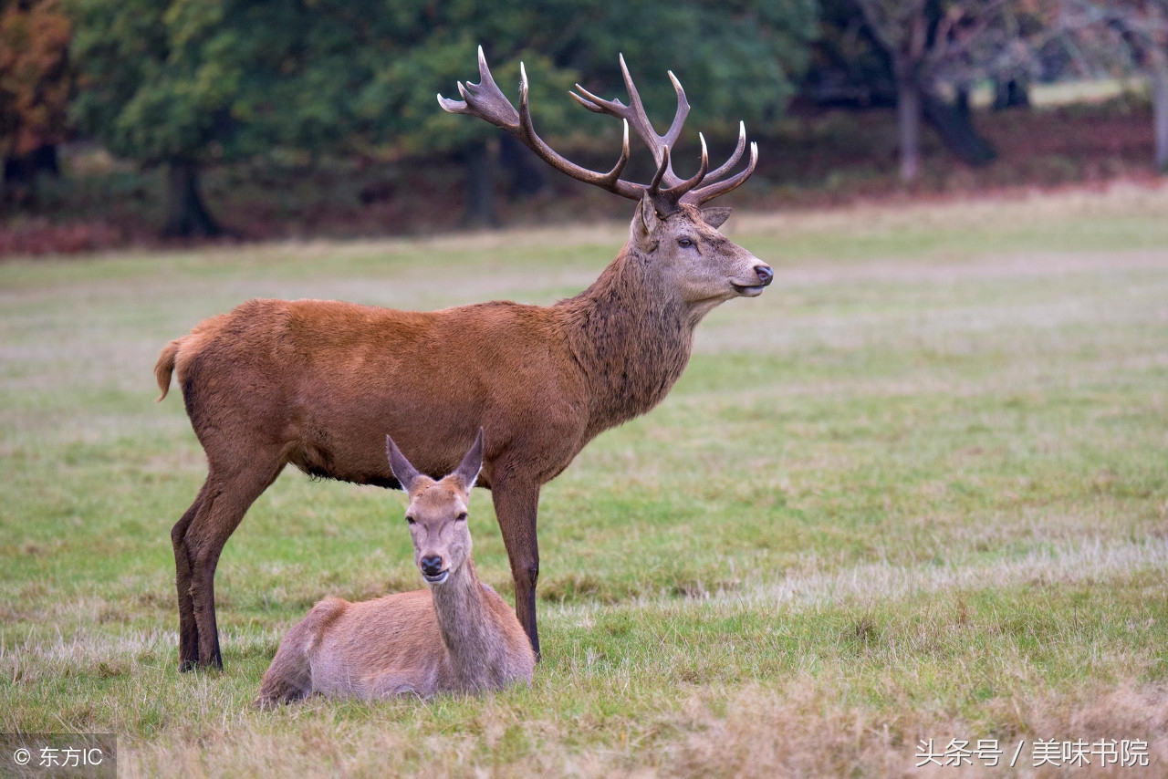 故事疯子,故事疯子和傻子
