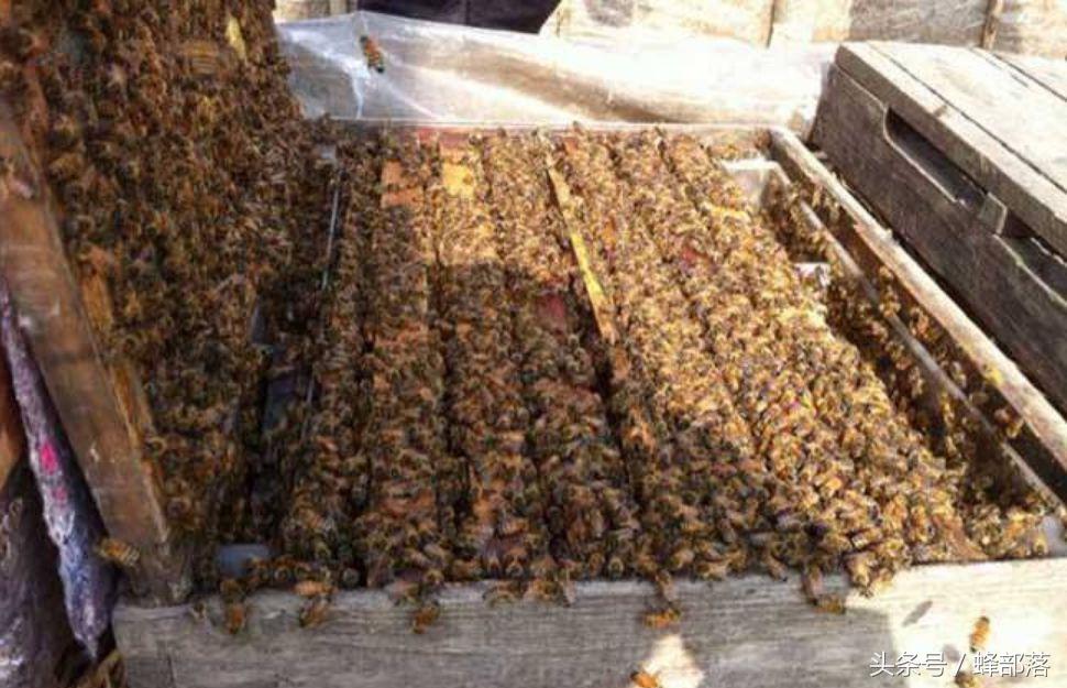 蜜蜂养殖技术怎样加脾,蜜蜂养殖条件
