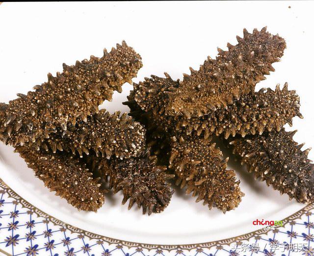 大语文学常识背了就忘,海参知识小常识大全