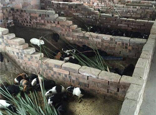 适合在农村创业的项目小投资,农村创业十个投资技巧