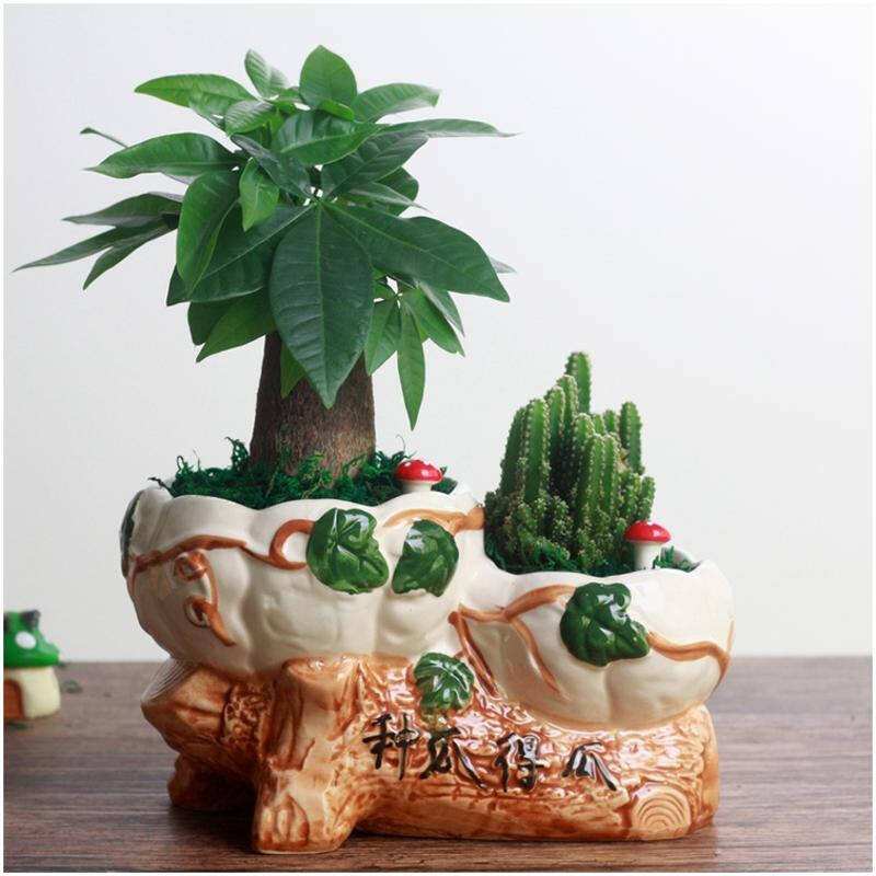 发财树叶子不怎么长怎么处理,发财树叶子越来越少了