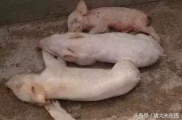 仔猪拉稀的最佳治疗方法,仔猪拉肚子死了能吃吗