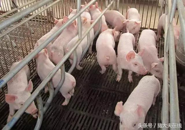 仔猪拉稀的最佳治疗方法,仔猪拉肚子死了能吃吗