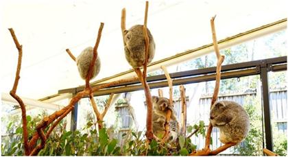 布里斯班游一游之龙柏考拉动物园,超棒澳洲住宿推荐