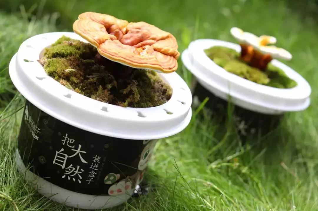 悦木之源菌菇水有中药味吗,悦木之源菌菇水油皮