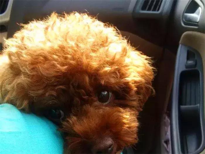 泰迪被主人凶后的表现,泰迪被主人罚站