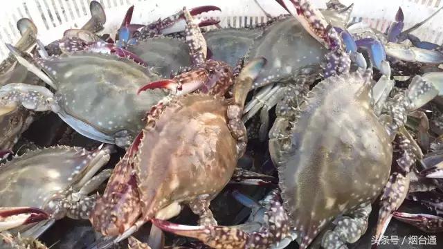 烟台螃蟹怎么挑选,烟台冬天螃蟹怎么挑选
