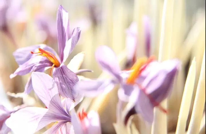 崇明旅游小镇,印象崇明岛