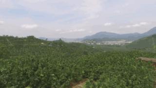 甜蜜时令柚子礼盒,甜蜜柚礼盒