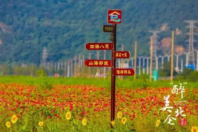 宁波花海网红打卡地,宁波镇海十七房花海