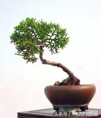 微型盆景拇指盆批发,微型盆景小摆件厂家批发