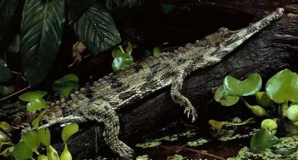 中南半岛的地理介绍,地理知识100个世界之最