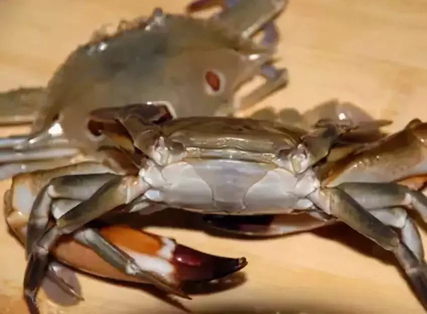 汕头人一般在哪吃海鲜,汕头人喜欢吃的海鲜