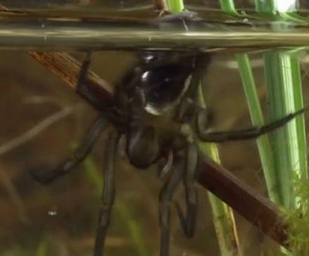 盘点世界上几种奇特的蜘蛛,蜘蛛为什么能把网织得这么好看