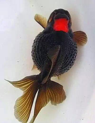 清朝正白旗旗人金鱼养殖心经:《虫鱼雅集》(下)