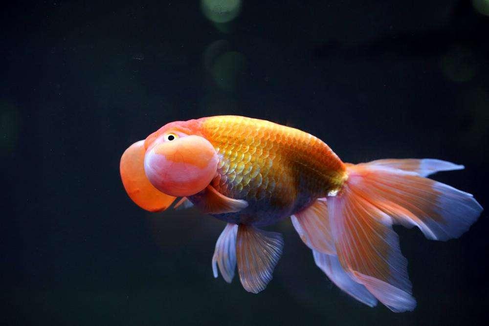 清朝正白旗旗人金鱼养殖心经:《虫鱼雅集》(下)