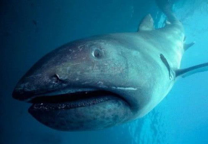 太平洋深海2000米的神秘生物,太平洋1000多米深的海底生物